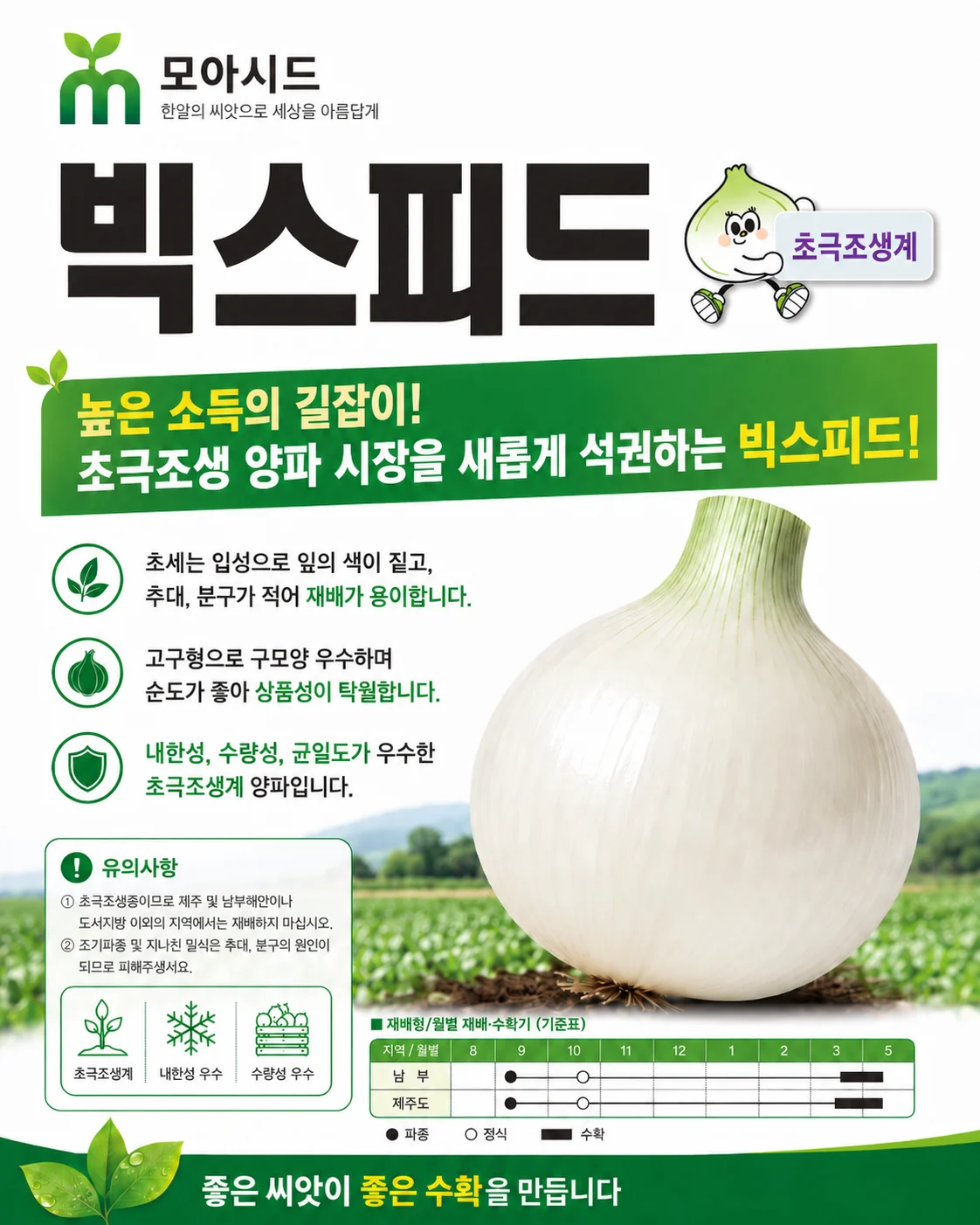 빅스피드 양파