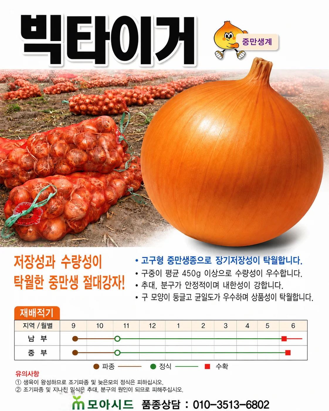 빅타이거 양파