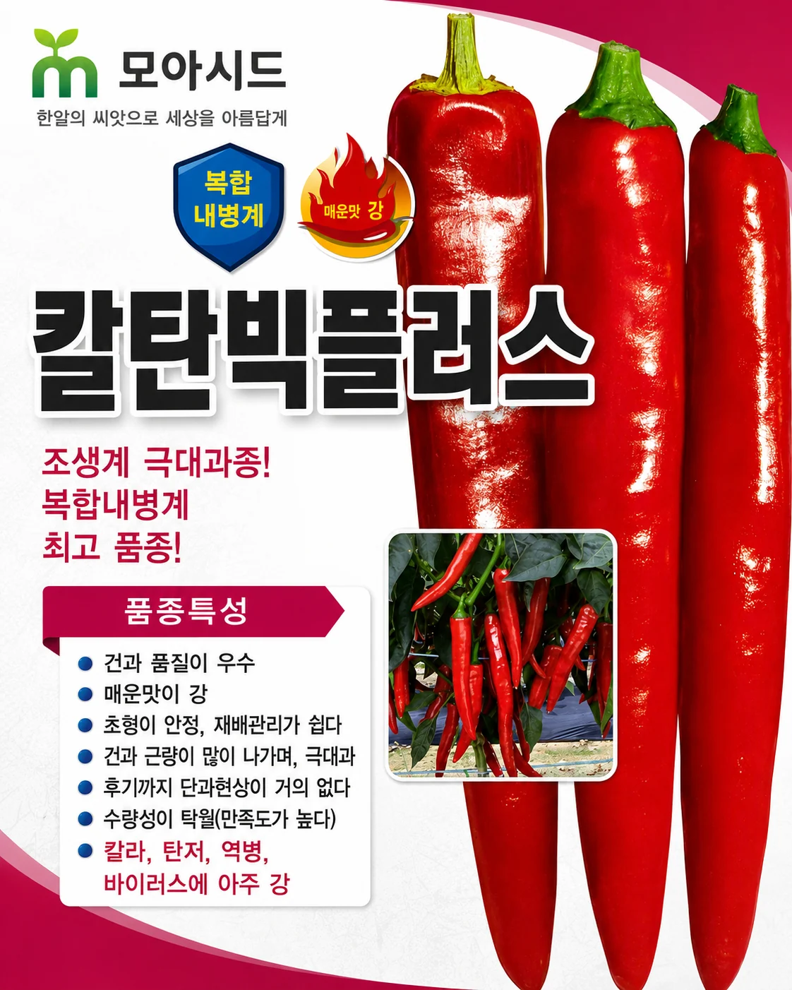 칼탄빅플러스