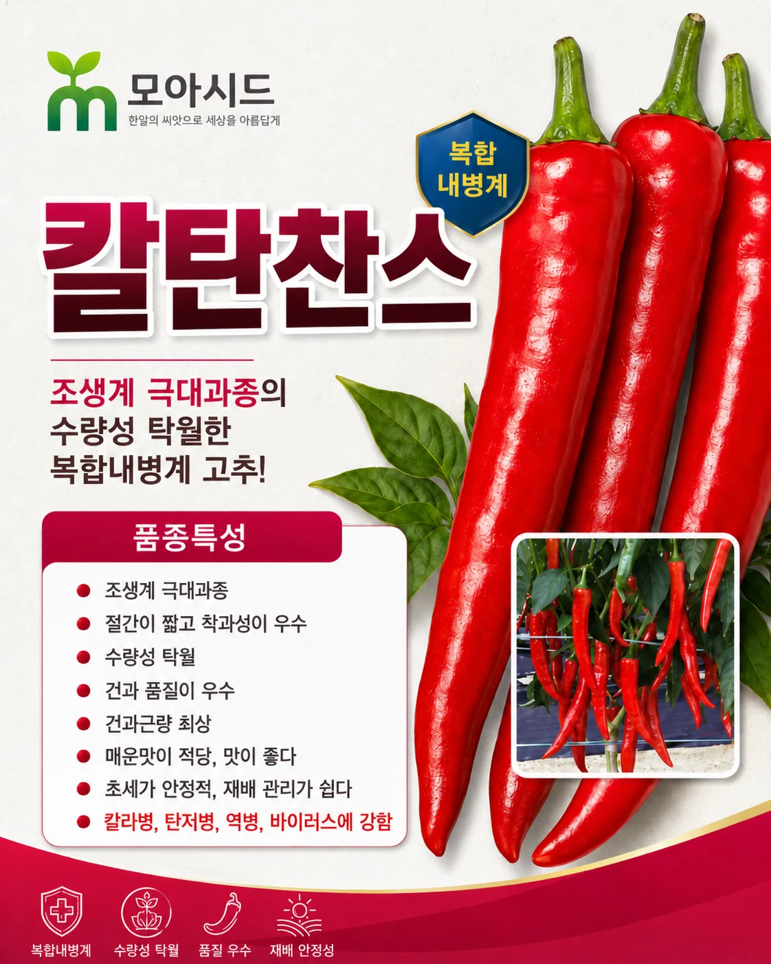 칼탄찬스 고추